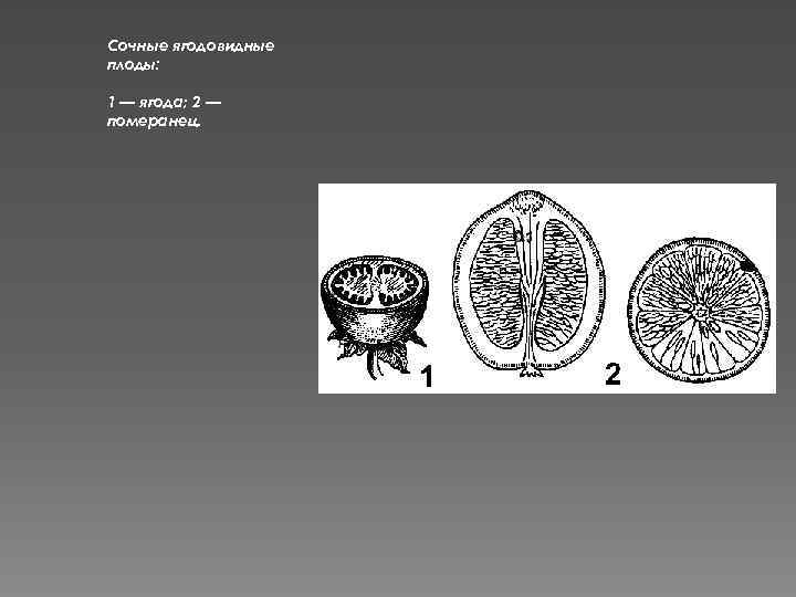 Сочные ягодовидные плоды: 1 — ягода; 2 — померанец. 
