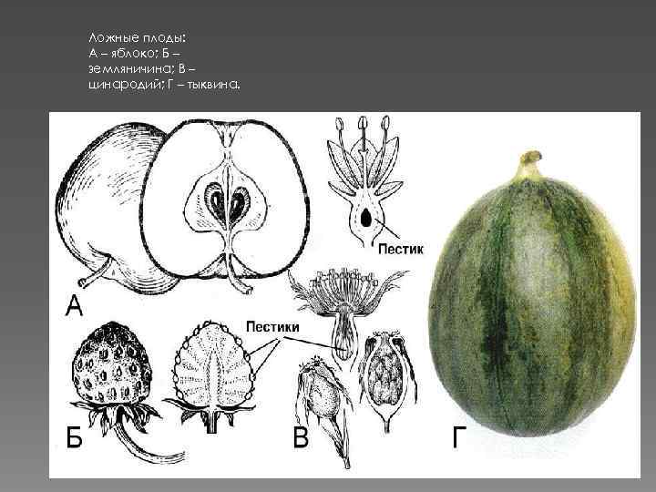 Ложные плоды: А – яблоко; Б – земляничина; В – цинародий; Г – тыквина.