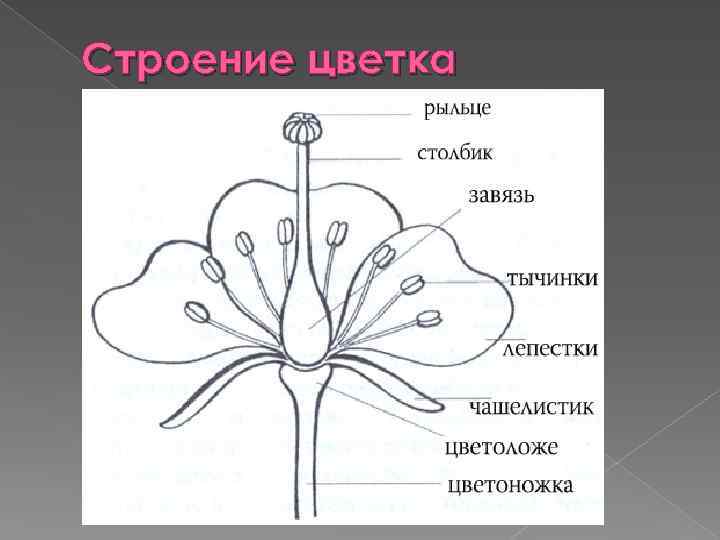 Строение цветка 