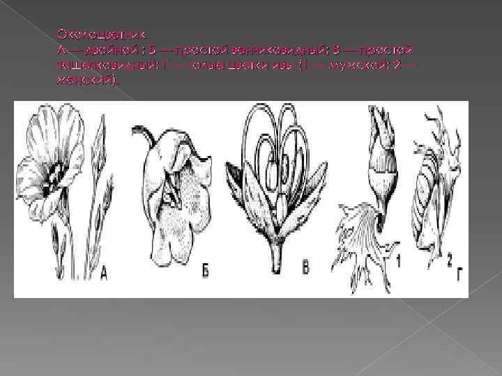 Околоцветник А — двойной ; Б — простой венчиковидный; В — простой чашечковидный; Г