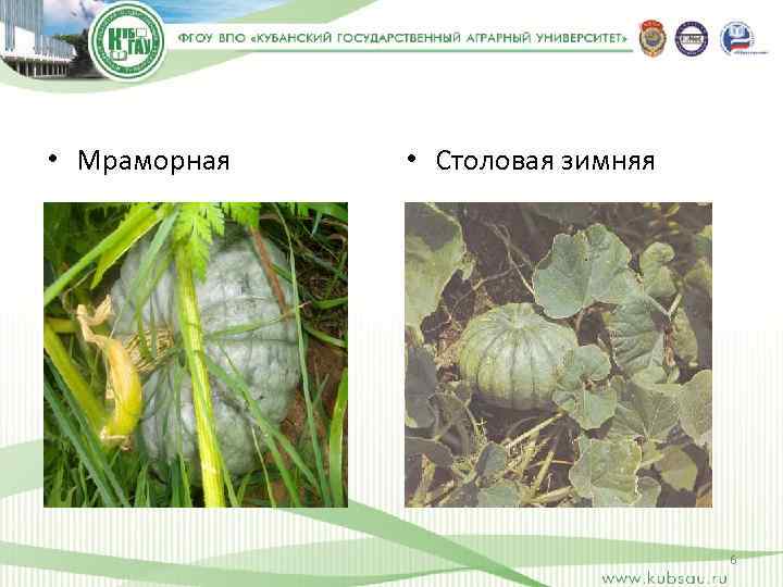  • Мраморная • Столовая зимняя 6 