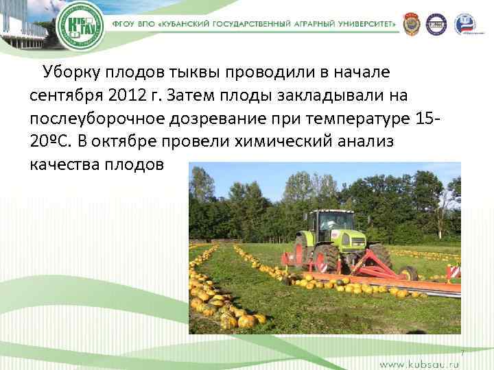  Уборку плодов тыквы проводили в начале сентября 2012 г. Затем плоды закладывали на