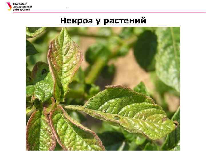 . Некроз у растений 