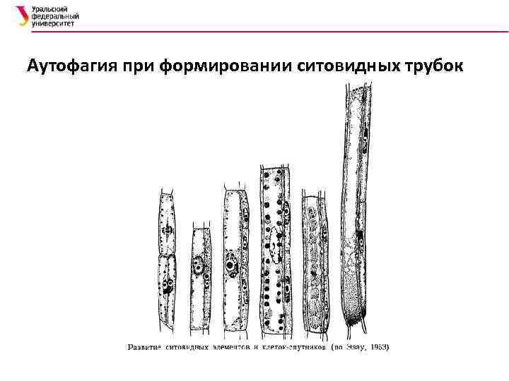 Сходства и различия сосудов и ситовидных трубок