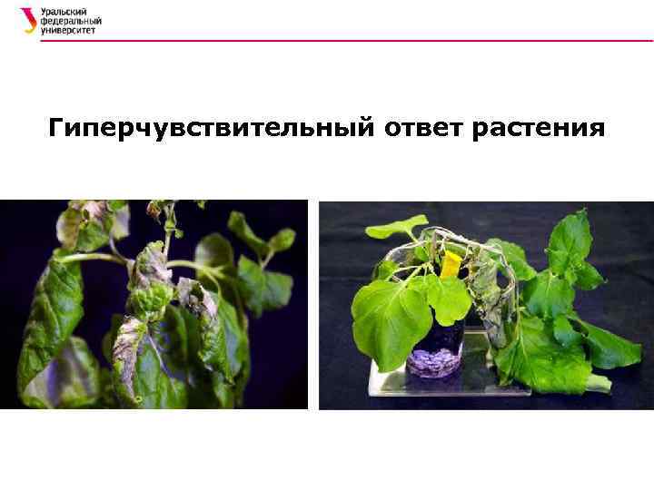 Гиперчувствительный ответ растения 