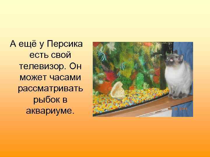 А ещё у Персика есть свой телевизор. Он может часами рассматривать рыбок в аквариуме.