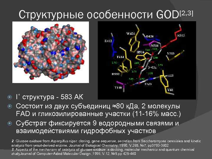 Структурные особенности GOD[2, 3] I˚ структура - 583 АК Состоит из двух субъединиц ≈80