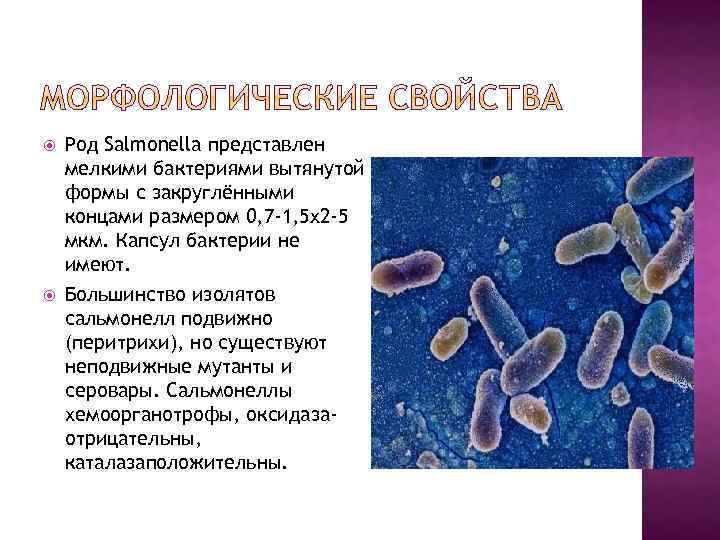  Род Salmonella представлен мелкими бактериями вытянутой формы с закруглёнными концами размером 0, 7