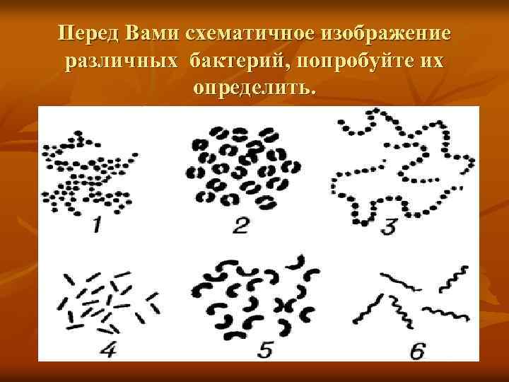 Перед Вами схематичное изображение различных бактерий, попробуйте их определить. 1. Стафилококки 2. Диплококки 3.