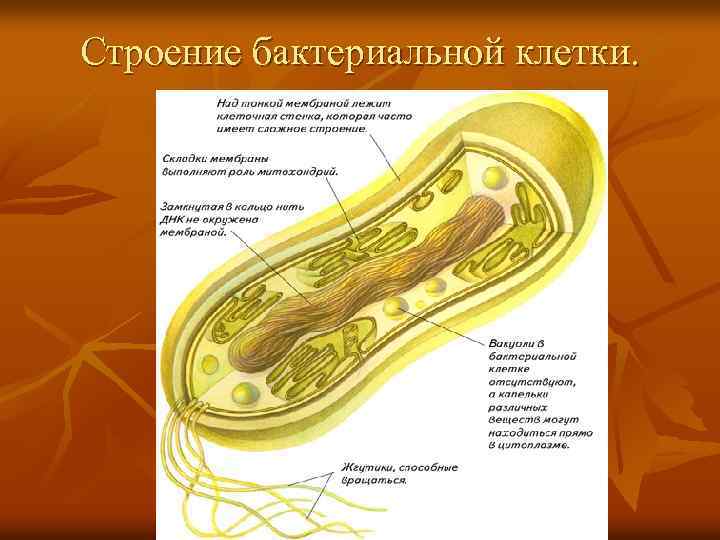Какие особенности строения бактериальной клетки. Строение бактерии. Бактериальная клетка. Строение бактерии 7 класс. Основные группы хемосинтезирующих бактерий.