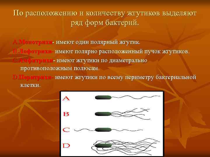 Форма тела жгутиков. Типы расположения жгутиков. Жгутики бактерий классификация. Бактерии с полярно расположенными жгутиками. Классификация бактерий по расположению жгутиков.