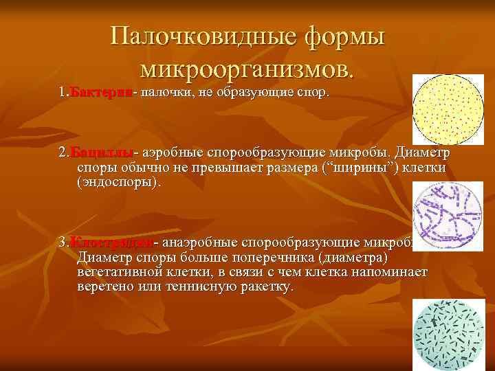 Палочковидные формы микроорганизмов. 1. Бактерии- палочки, не образующие спор. 2. Бациллы- аэробные спорообразующие микробы.