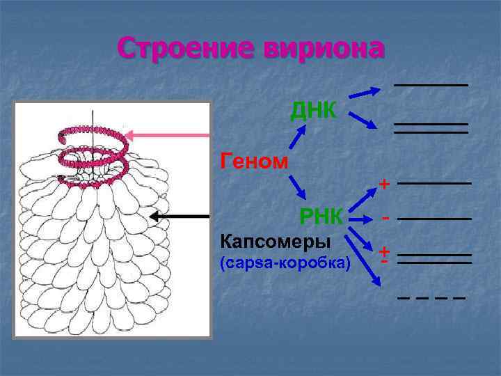 Строение вириона ДНК Геном ______ РНК Капсомеры (capsa-коробка) + - ______ + ______ -