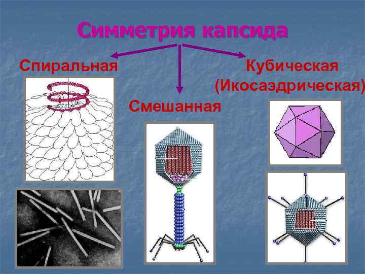 Рисунки различных форм вирионов