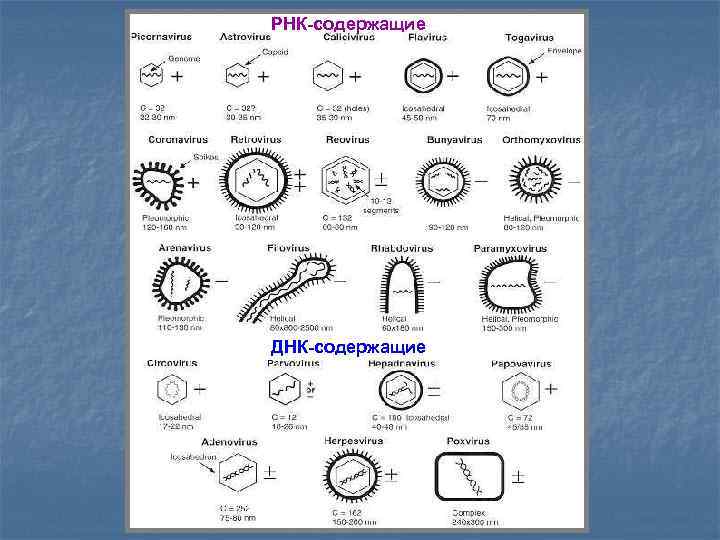 РНК-содержащие ДНК-содержащие 