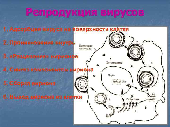 Репродукция вирусов 1. Адсорбция вируса на поверхности клетки 2. Проникновение внутрь 3. «Раздевание» вирионов