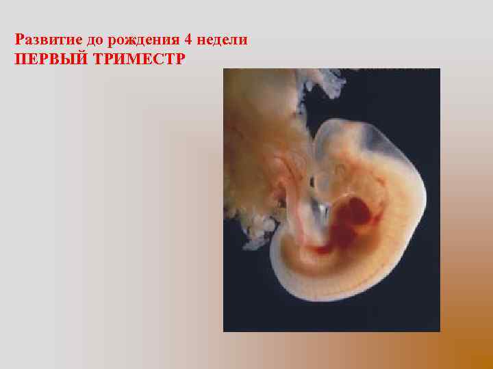 Развитие до рождения 4 недели ПЕРВЫЙ ТРИМЕСТР 