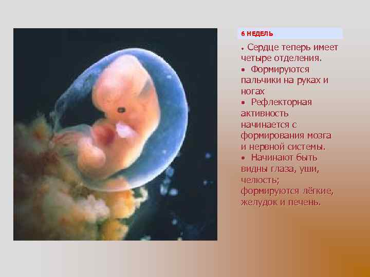 6 НЕДЕЛЬ Сердце теперь имеет четыре отделения. Формируются пальчики на руках и ногах Рефлекторная