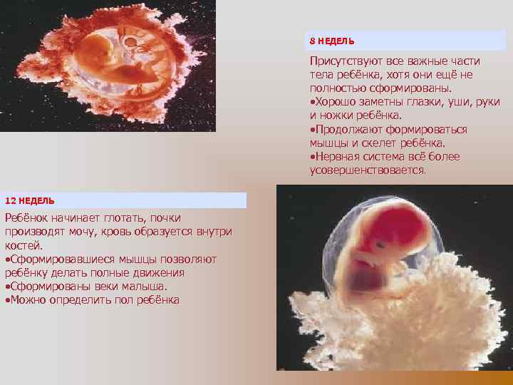 8 НЕДЕЛЬ Присутствуют все важные части тела ребёнка, хотя они ещё не полностью сформированы.