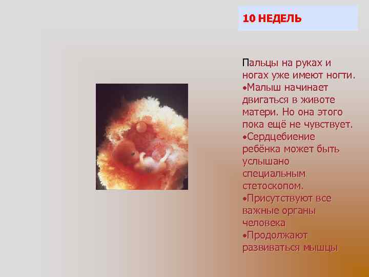 10 НЕДЕЛЬ Пальцы на руках и ногах уже имеют ногти. Малыш начинает двигаться в