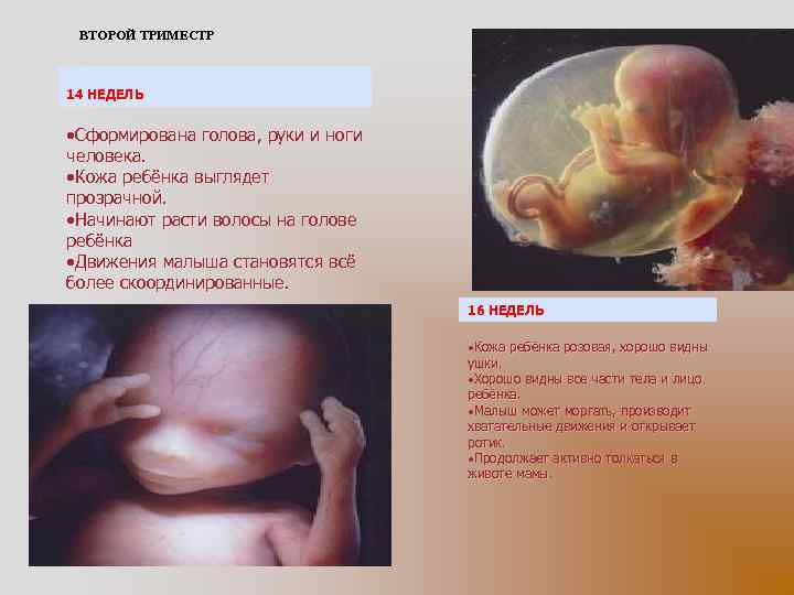 ВТОРОЙ ТРИМЕСТР 14 НЕДЕЛЬ Сформирована голова, руки и ноги человека. Кожа ребёнка выглядет прозрачной.