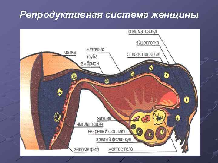 Репродуктивная система женщины 