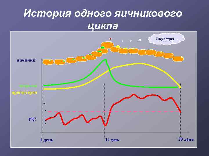 История одного яичникового цикла Овуляция яичники эстроген прогестерон t°C 1 день 14 день 28
