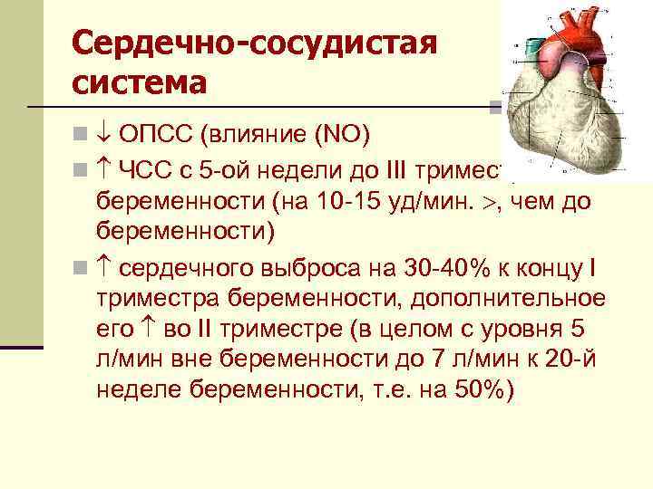 Сердечно-сосудистая система n ОПСС (влияние (NO) n ЧСС с 5 -ой недели до III
