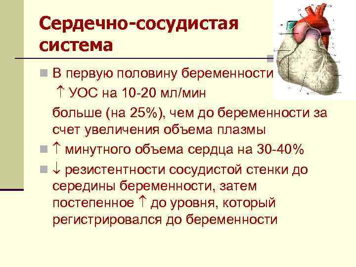 Сердечный измениться. Сердечно сосудистая система беременной. Изменения в сердечно сосудистой системе беременной. Изменение ССС У беременных. Ударный объем сердца у беременных.