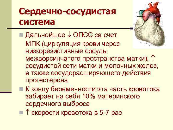 Сердечно-сосудистая система n Дальнейшее ОПСС за счет МПК (циркуляция крови через низкорезистивные сосуды межворсинчатого