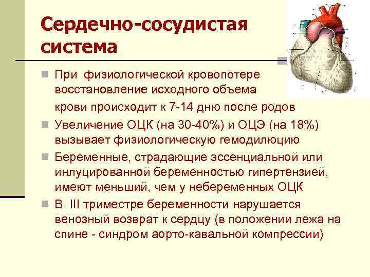 Сердечно-сосудистая система n При физиологической кровопотере восстановление исходного объема крови происходит к 7 -14