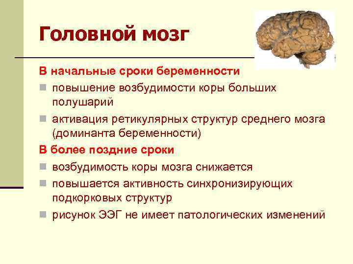 Головной мозг В начальные сроки беременности n повышение возбудимости коры больших полушарий n активация