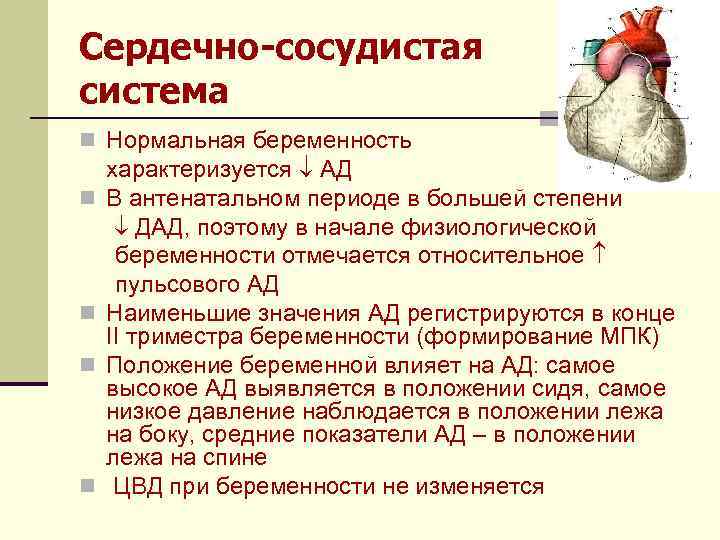 Сердечно-сосудистая система n Нормальная беременность n n характеризуется АД В антенатальном периоде в большей