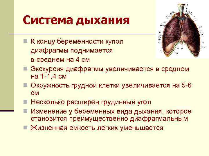 Диафрагма дыхательная система. Изменения в дыхательной системе при беременности. Дыхательная система беременной. Изменение в дыхательной системе беременной женщины. Органы дыхания у беременных.