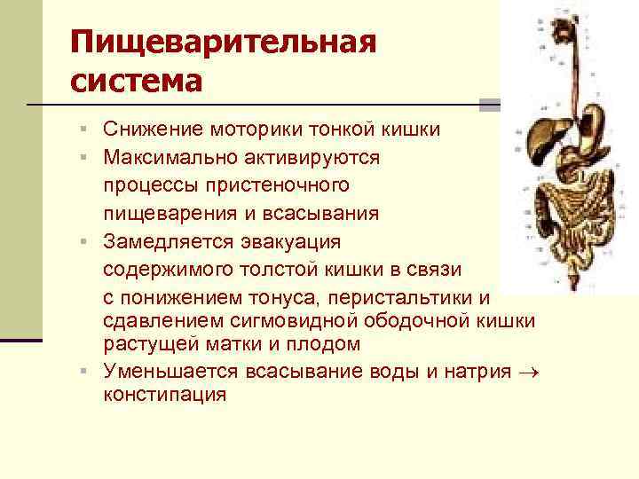 Пищеварительная система § Снижение моторики тонкой кишки § Максимально активируются процессы пристеночного пищеварения и