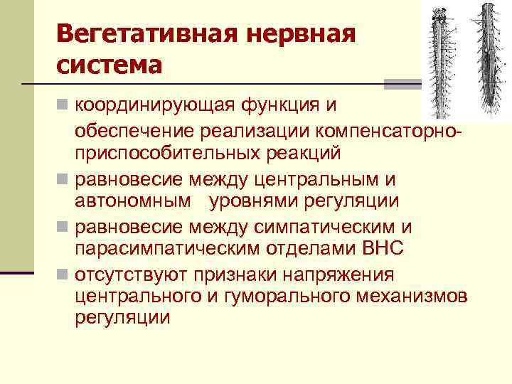 Вегетативная нервная система n координирующая функция и обеспечение реализации компенсаторноприспособительных реакций n равновесие между