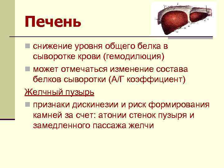Печень n снижение уровня общего белка в сыворотке крови (гемодилюция) n может отмечаться изменение
