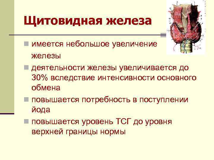 Щитовидная железа n имеется небольшое увеличение железы n деятельности железы увеличивается до 30% вследствие