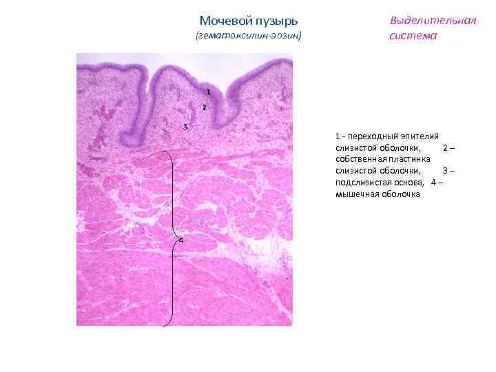 Мочевой пузырь (гематоксилин-эозин) Выделительная система 1 2 3 4 1 - переходный эпителий слизистой