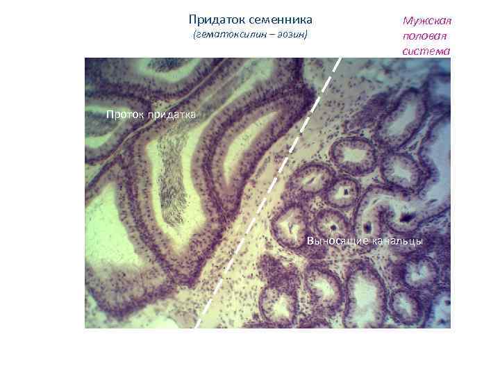 Придаток семенника (гематоксилин – эозин) Мужская половая система Проток придатка Выносящие канальцы 