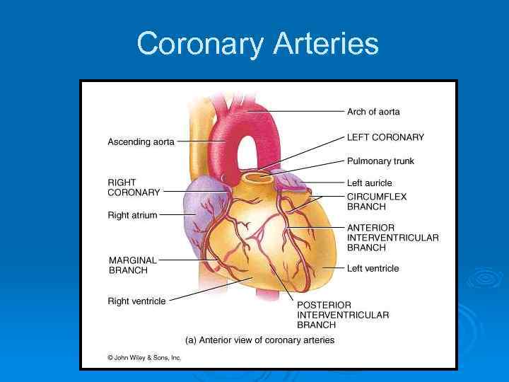 Coronary Arteries 