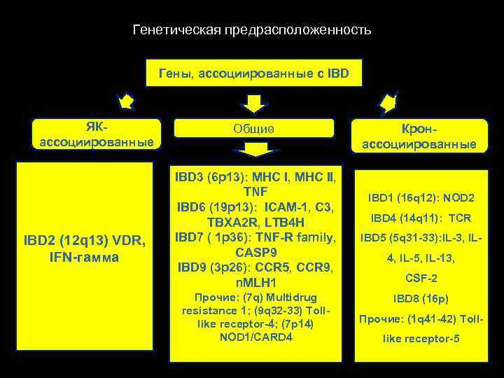 Генетическая предрасположенность Гены, ассоциированные с IBD ЯКассоциированные IBD 2 (12 q 13) VDR, IFN-гамма