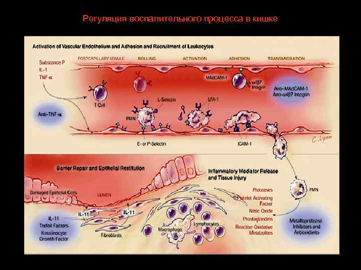 Регуляция воспалительного процесса в кишке 