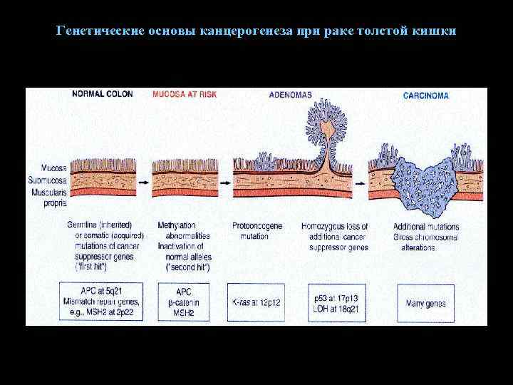 Генетические основы канцерогенеза при раке толстой кишки 