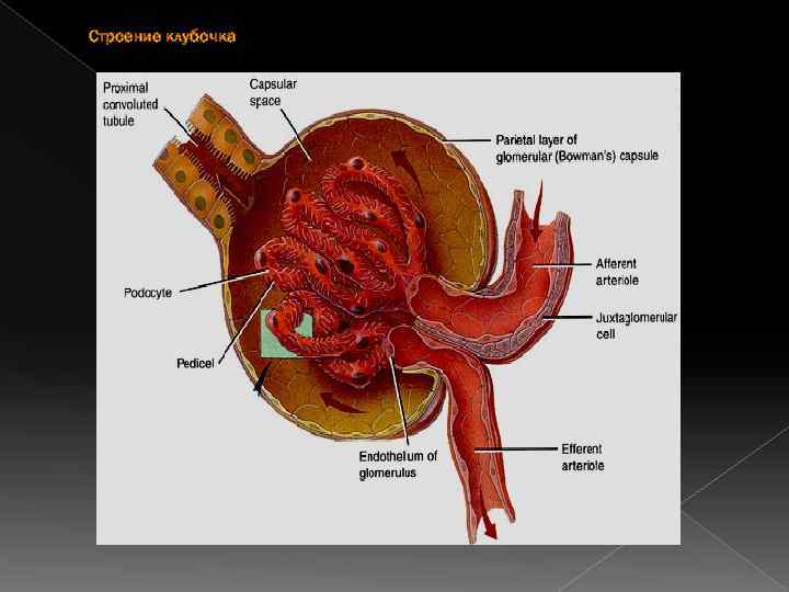 Строение клубочка 