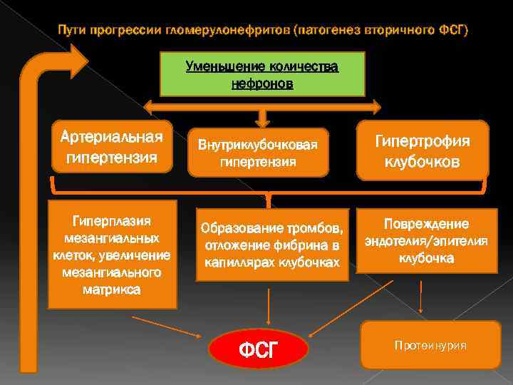 Пути прогрессии гломерулонефритов (патогенез вторичного ФСГ) Уменьшение количества нефронов Артериальная гипертензия Гиперплазия мезангиальных клеток,