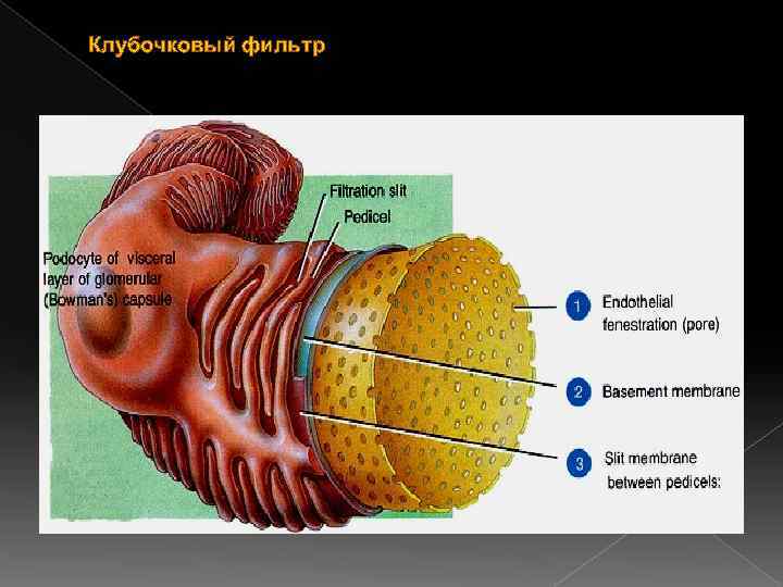 Клубочковый фильтр 