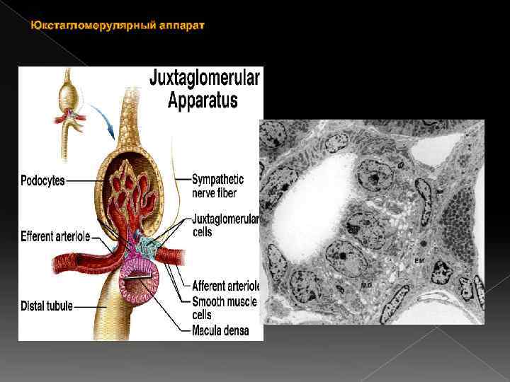 Юкстагломерулярный аппарат 