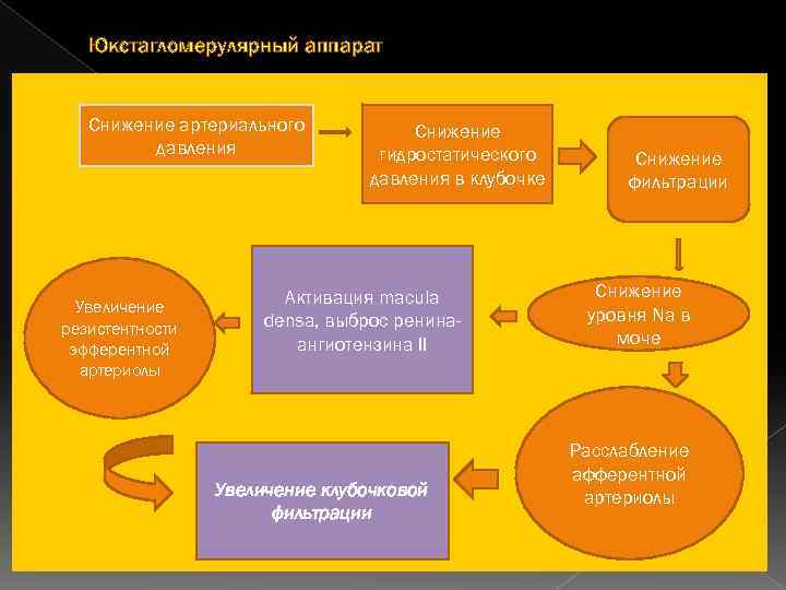 Юкстагломерулярный аппарат Снижение артериального давления Увеличение резистентности эфферентной артериолы Снижение гидростатического давления в клубочке