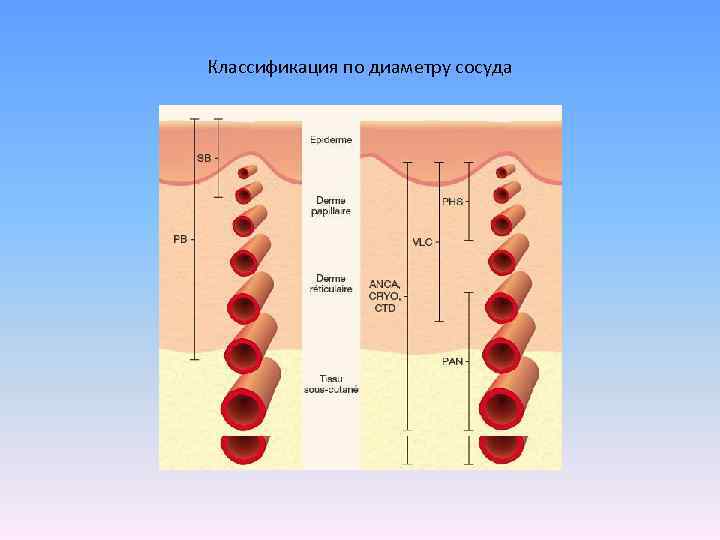 Диаметр сосудов. Классификация сосудов человека. Классификация сосудов по диаметру. Классификация кровеносных сосудов по диаметру.